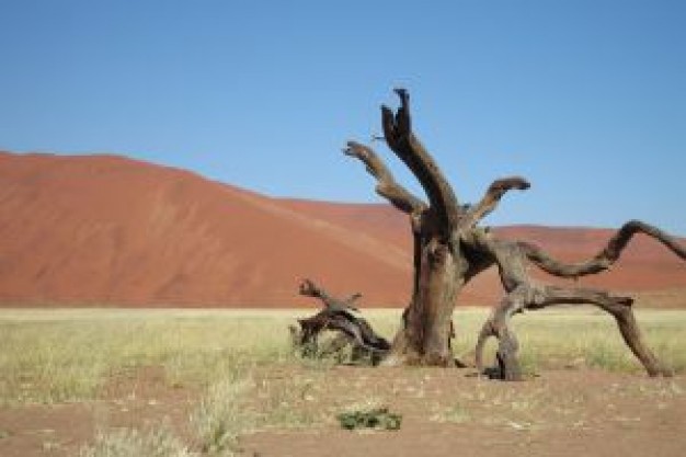 Namibia african Africa wildlife 11 about Etosha National Park Namib Desert
